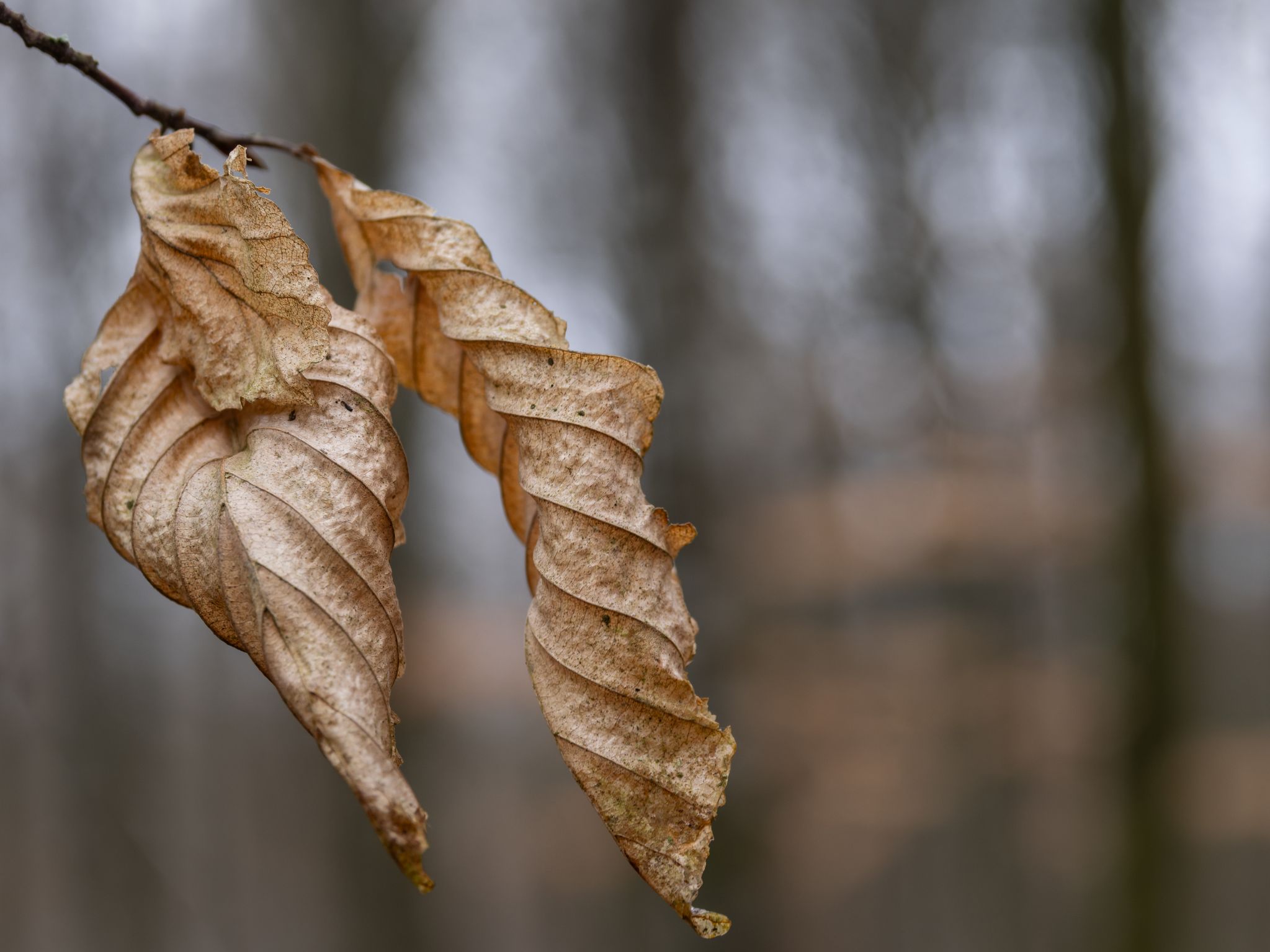 260326 1105 J  2JR0100 DxO DeepPRIME 3